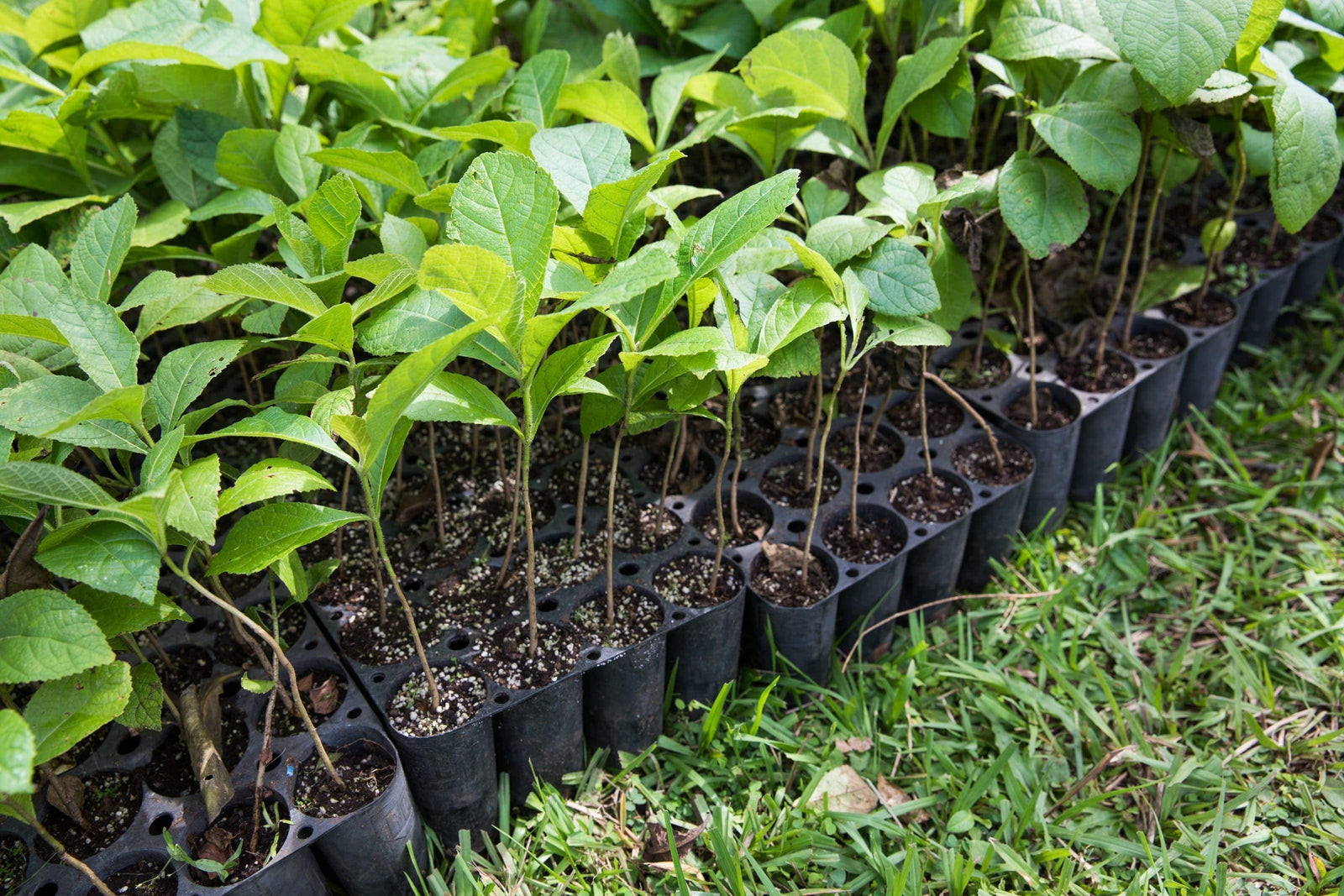 Partnership Impact: 20K Trees Planted with VistaJet