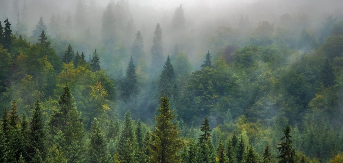 evergreen forest in fog