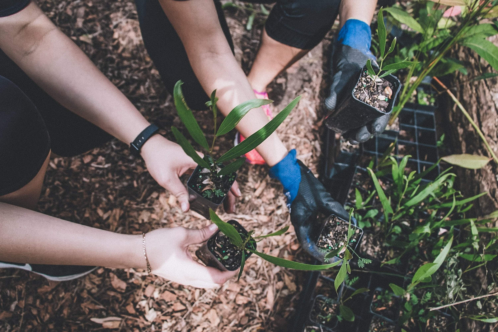 hands planting trees