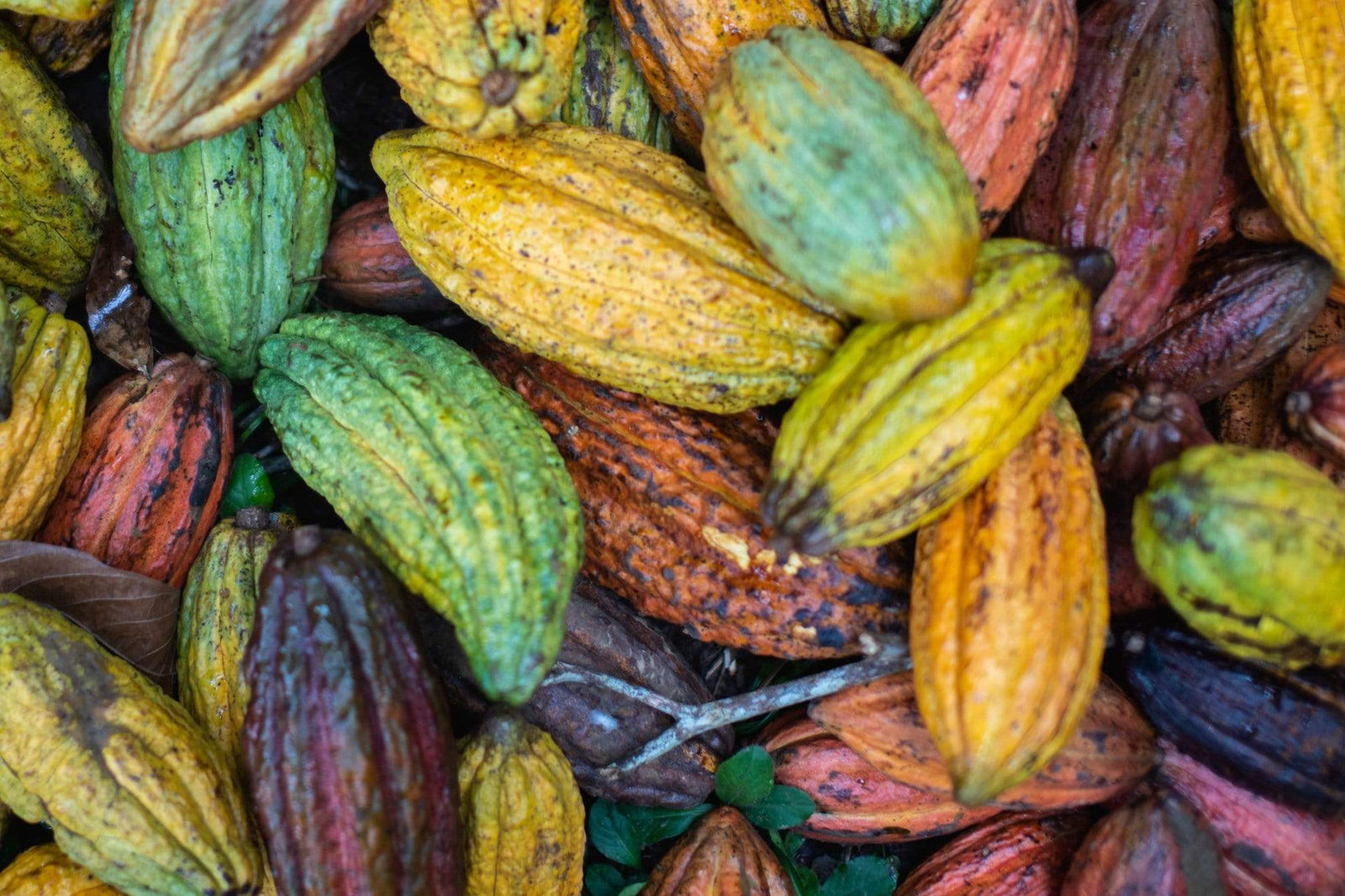 Project Spotlight: Peru & The Amazon Rainforest