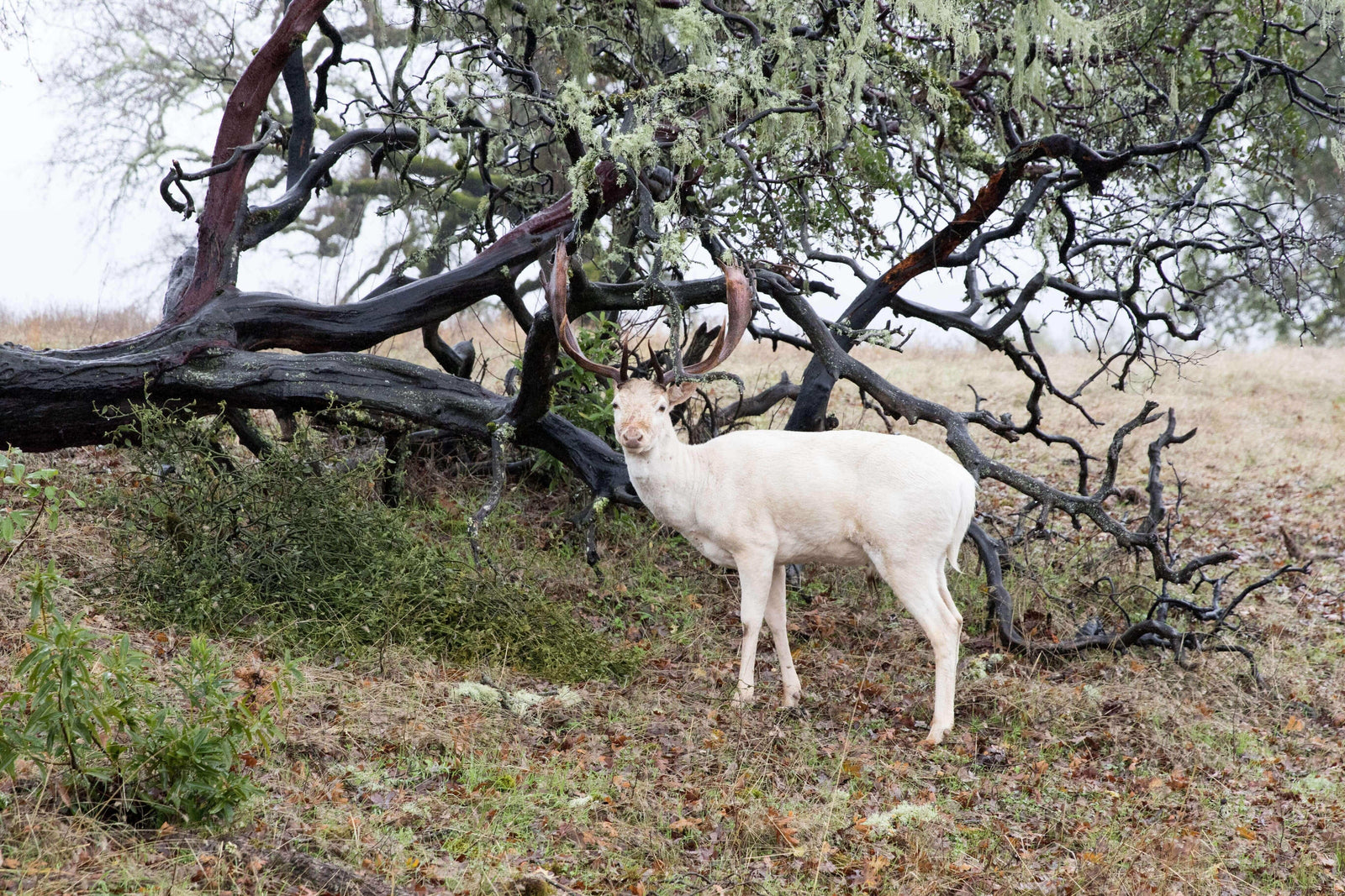 63,975 Trees Planted in California and British Columbia