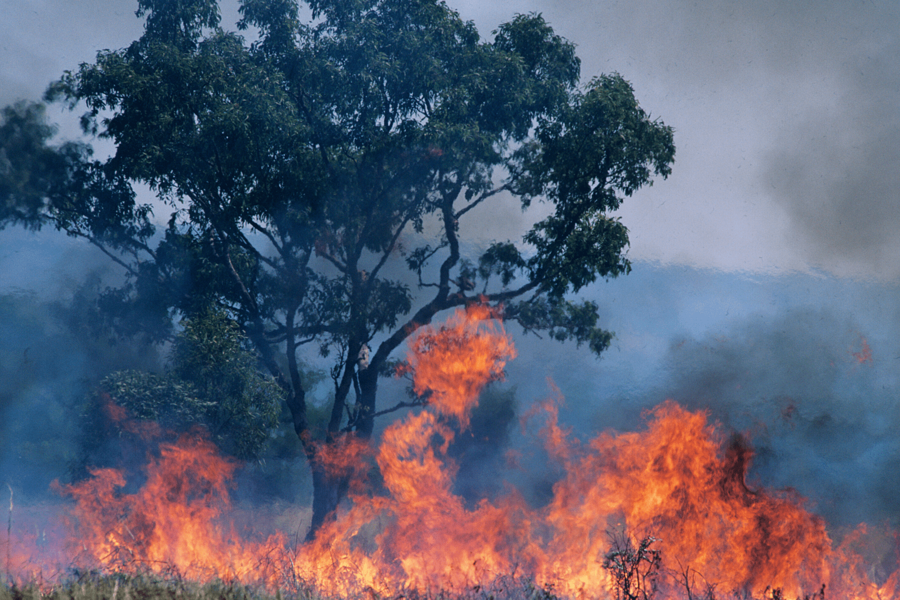 Fire burning in front of a large tree 