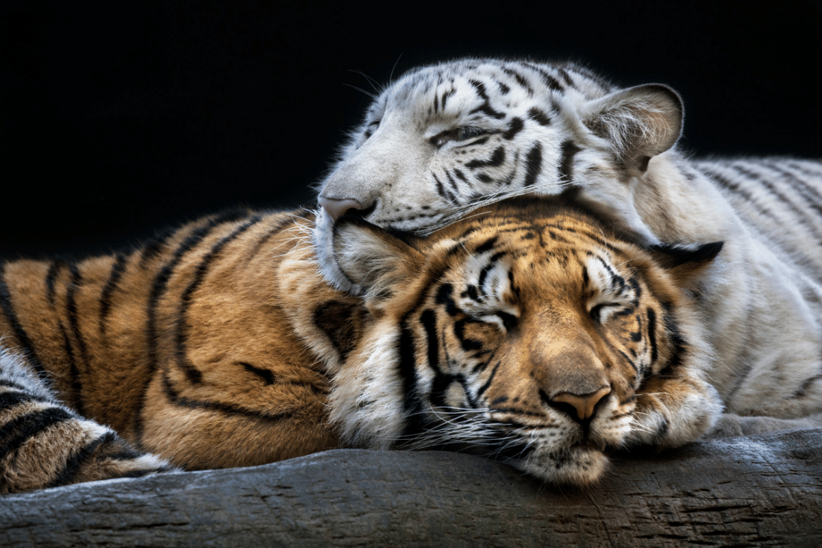 two tigers sleeping on each other