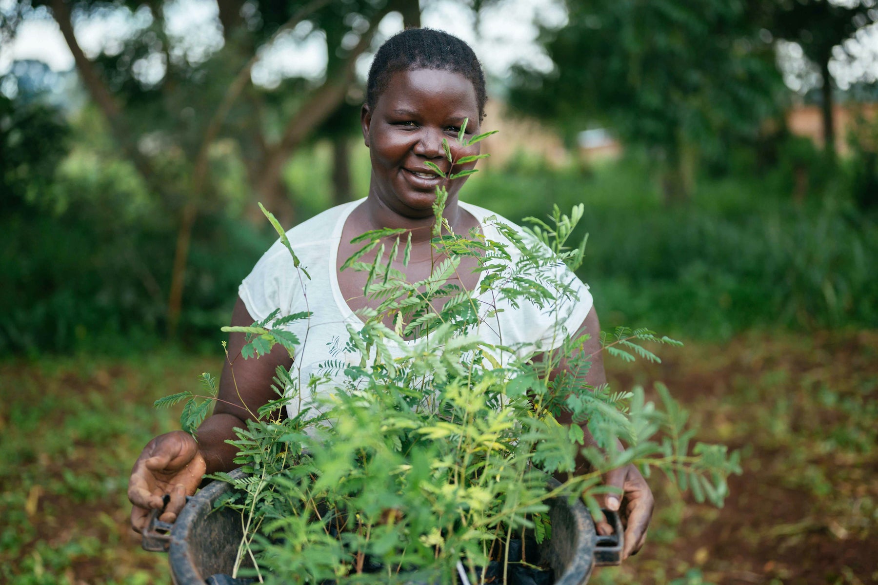 woman holding seedlings uganda