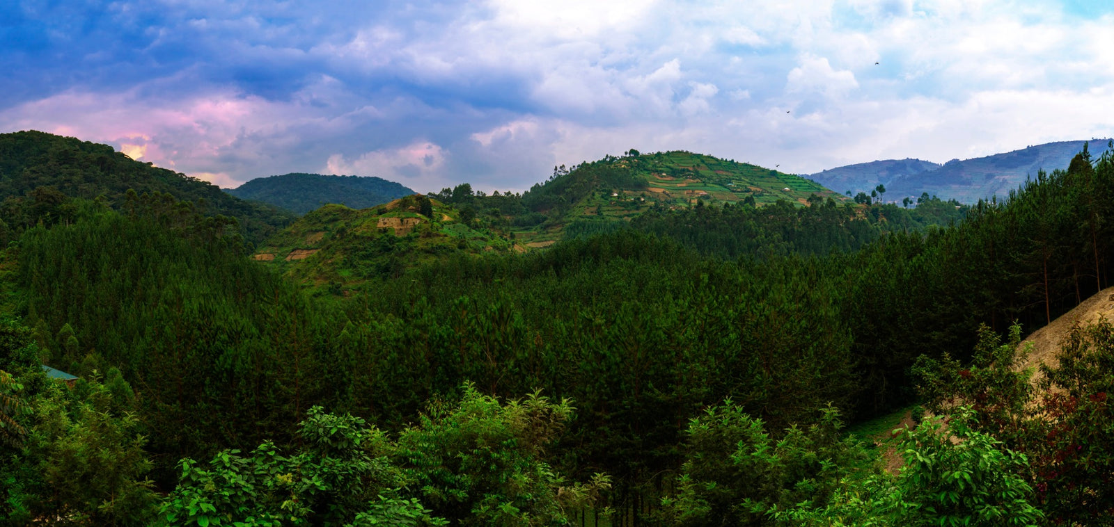 Restoring Uganda with the Jane Goodall Institute