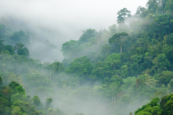 9 Rainforest Facts Everyone Should Know