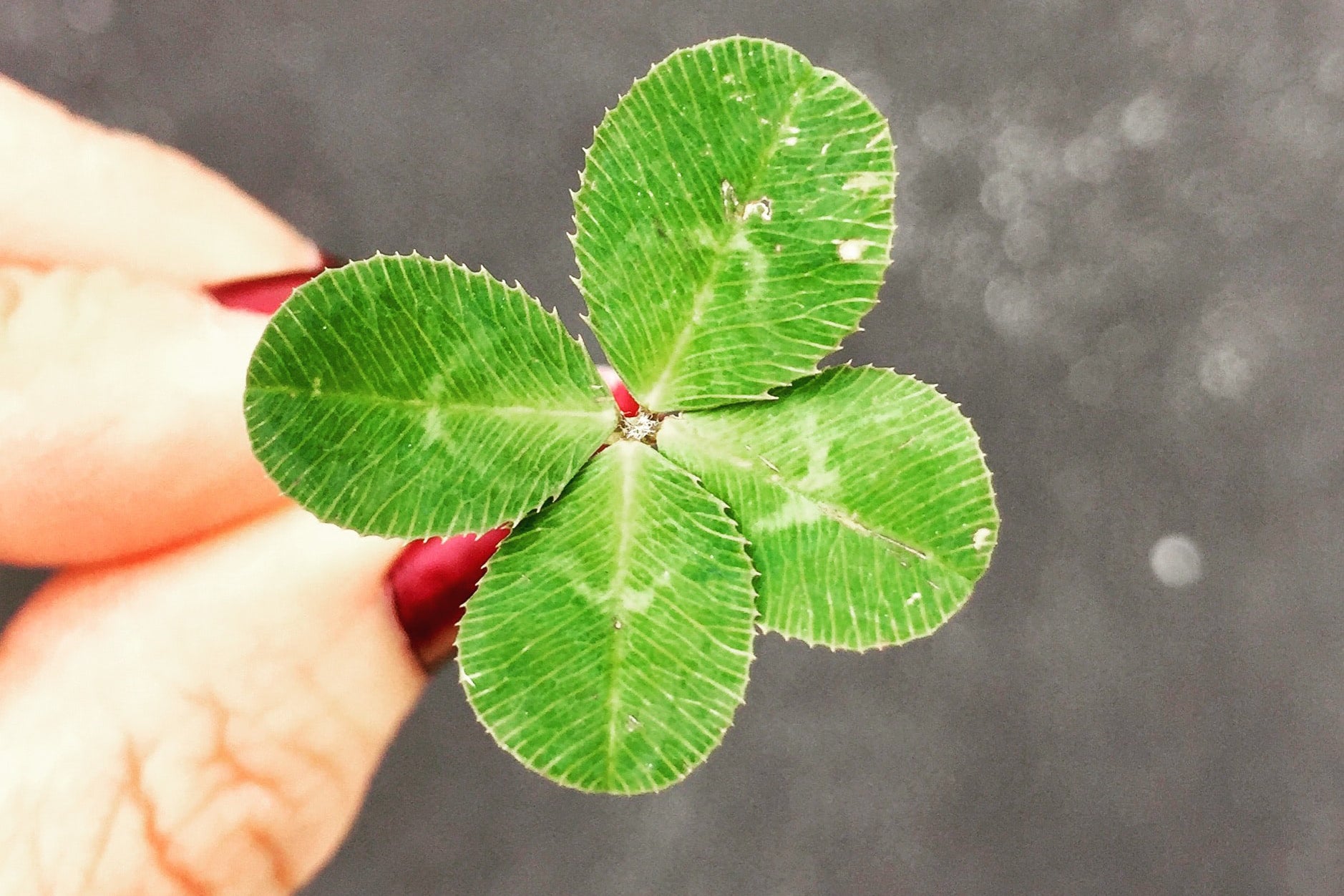 hand with red nail polish holds four leaf clover 