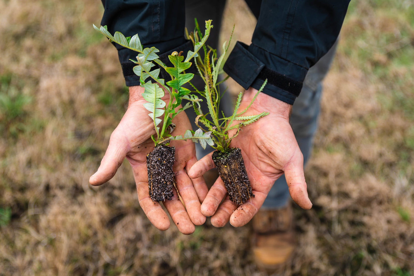 Seed to Forest Alliance Launched to Tackle Global Seed Shortage and Scale Reforestation