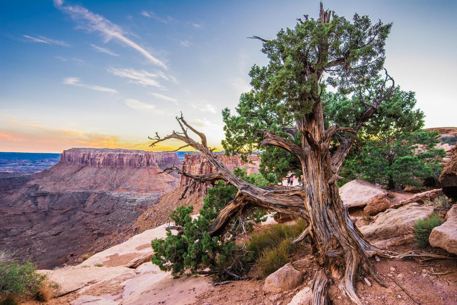 7 Endangered Trees with Amazing Stories