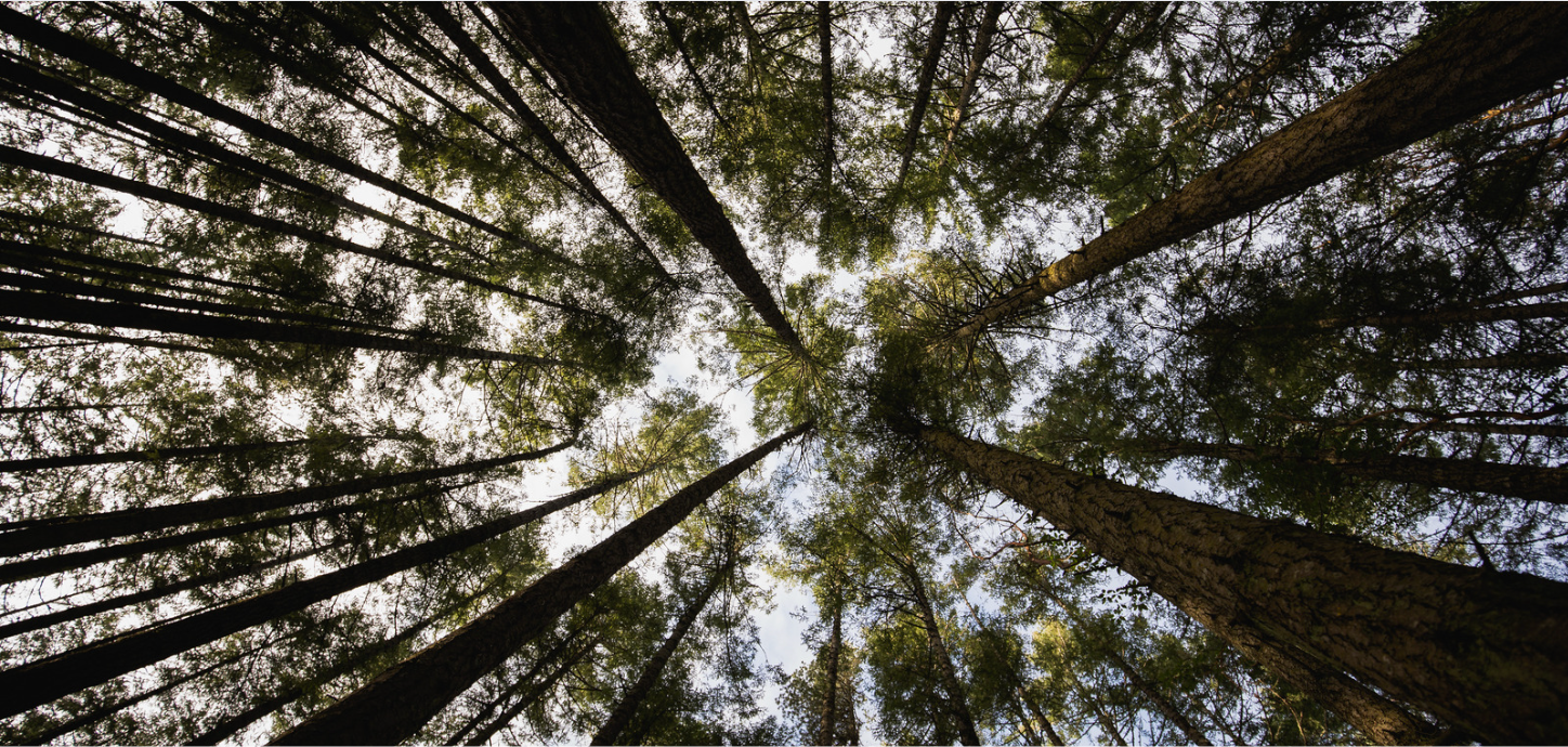 How to Avoid Greenwashing in Your Sustainability Initiatives