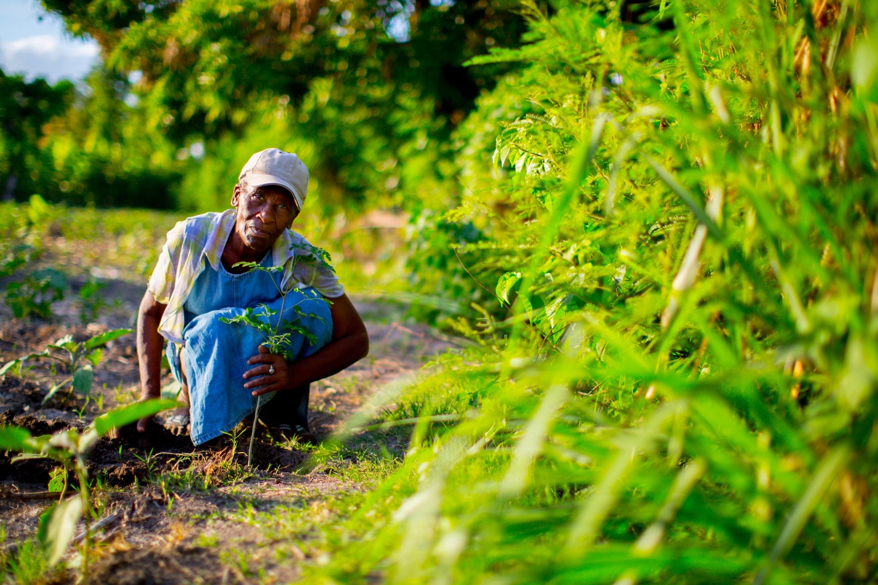 haiti reforestation sustainable agroforestry