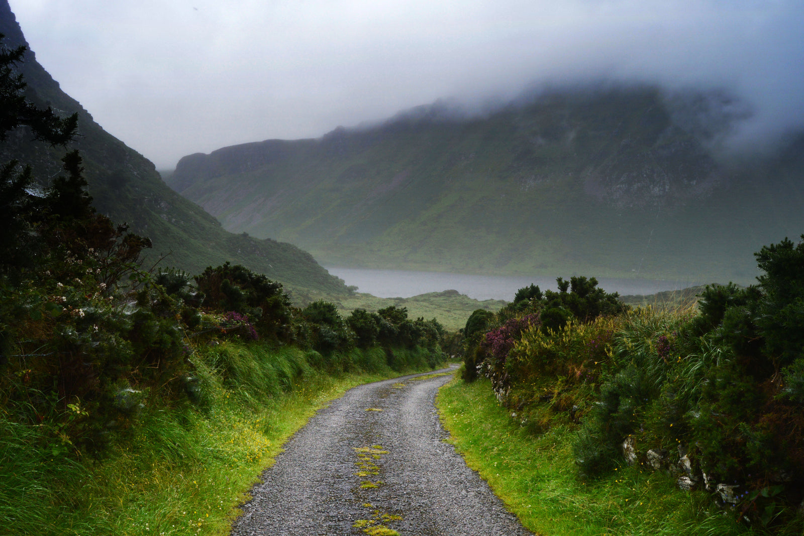 Celebrate St. Patrick's Day With The Shirt That Plants Trees In Ireland
