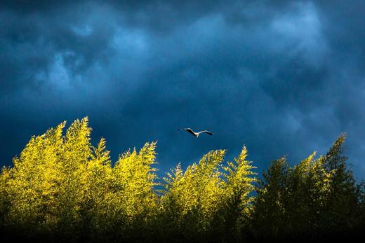 Keep Calm and Plant Trees: Lessons from the Coronavirus