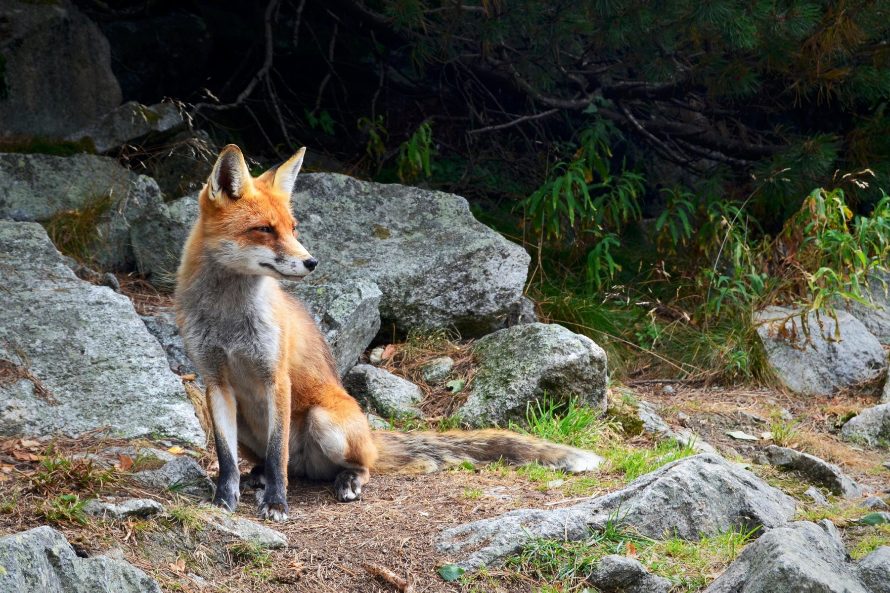 red fox: species that help biodiversity