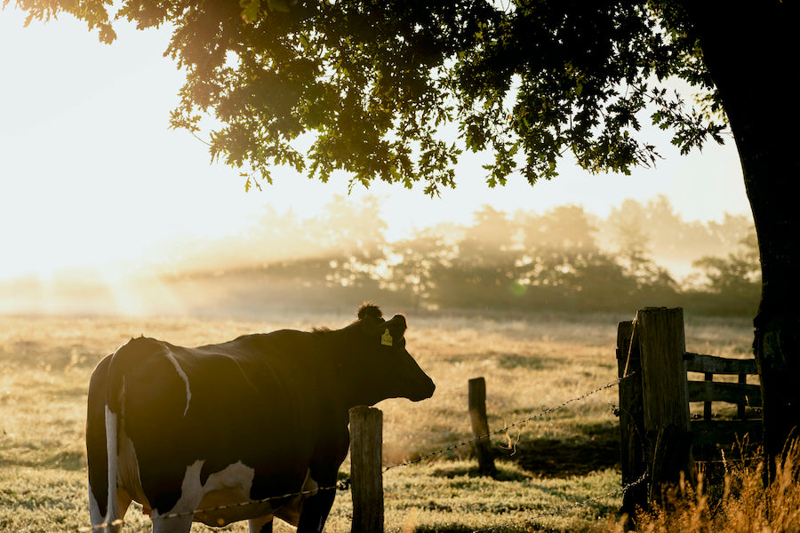 peaceful cow farm sunset