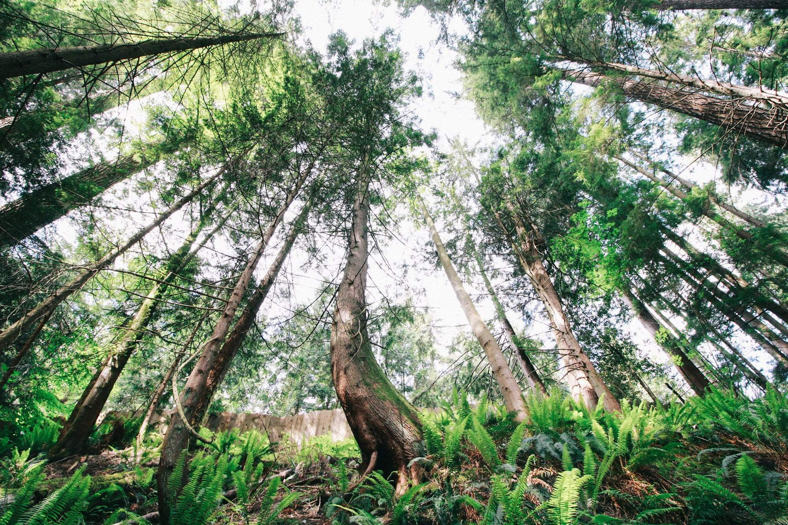 Reforestation Recap: 320K Trees Planted and Distributed in California