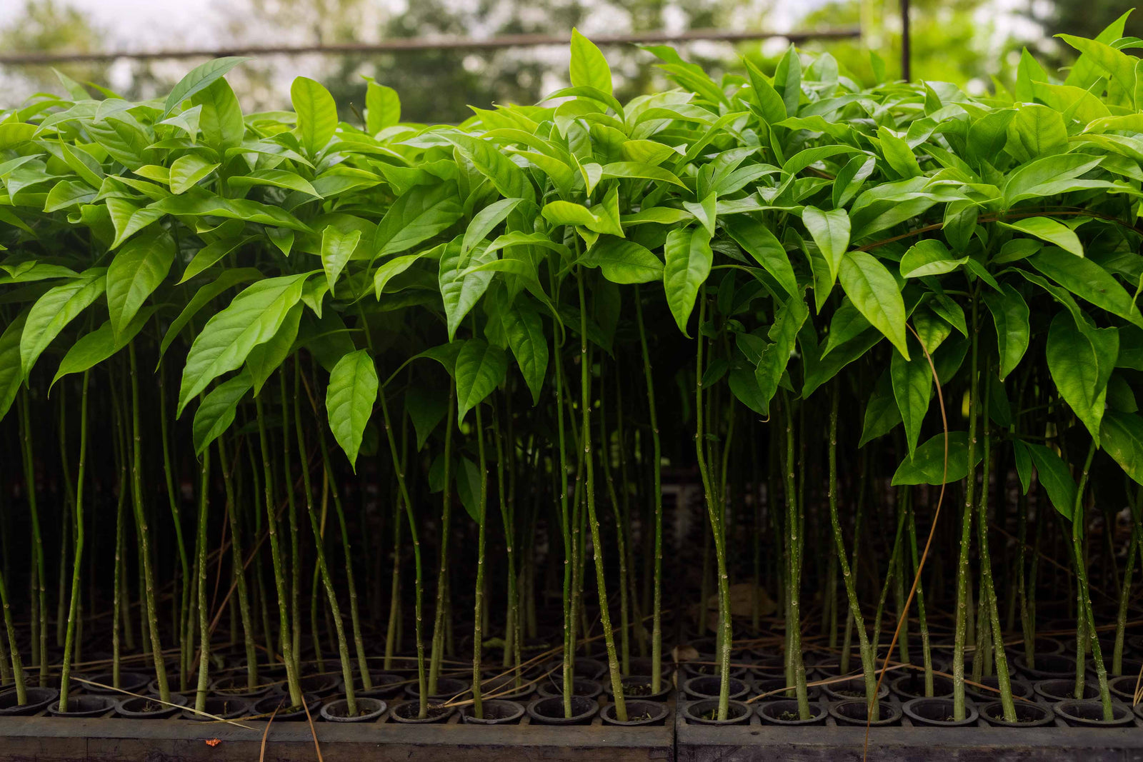 E-commerce Webinar: Adding reforestation to Black Friday and Cyber Monday to grow e-commerce performance