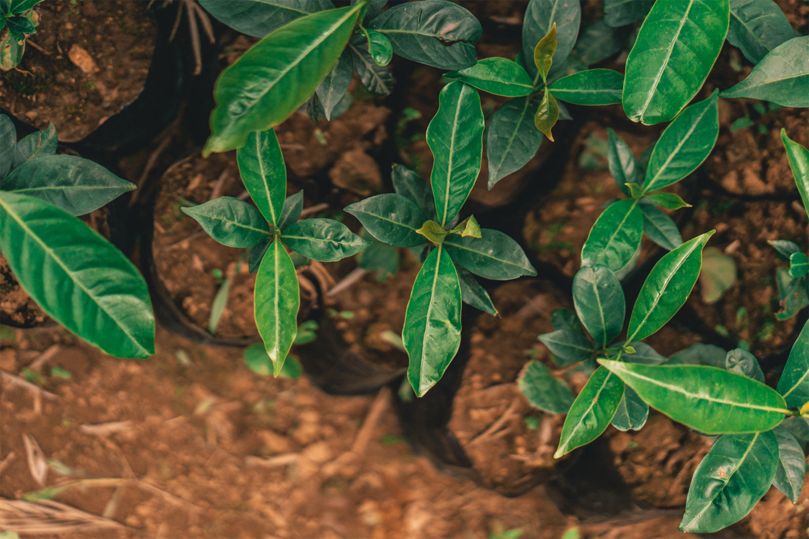 One Tree Planted Launches the Grove, A Monthly Giving Program That Plants Trees