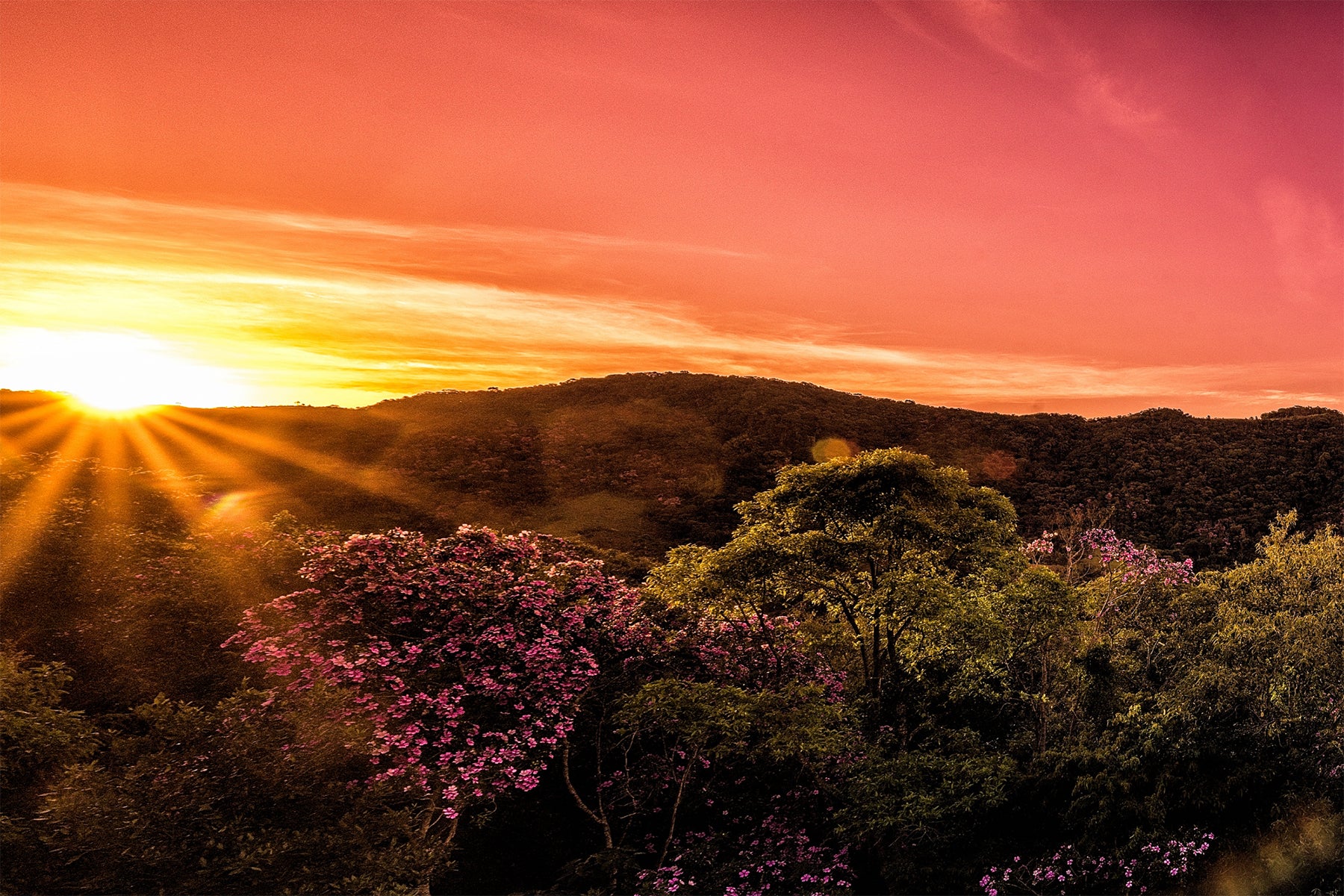 tropical rainforest sunset