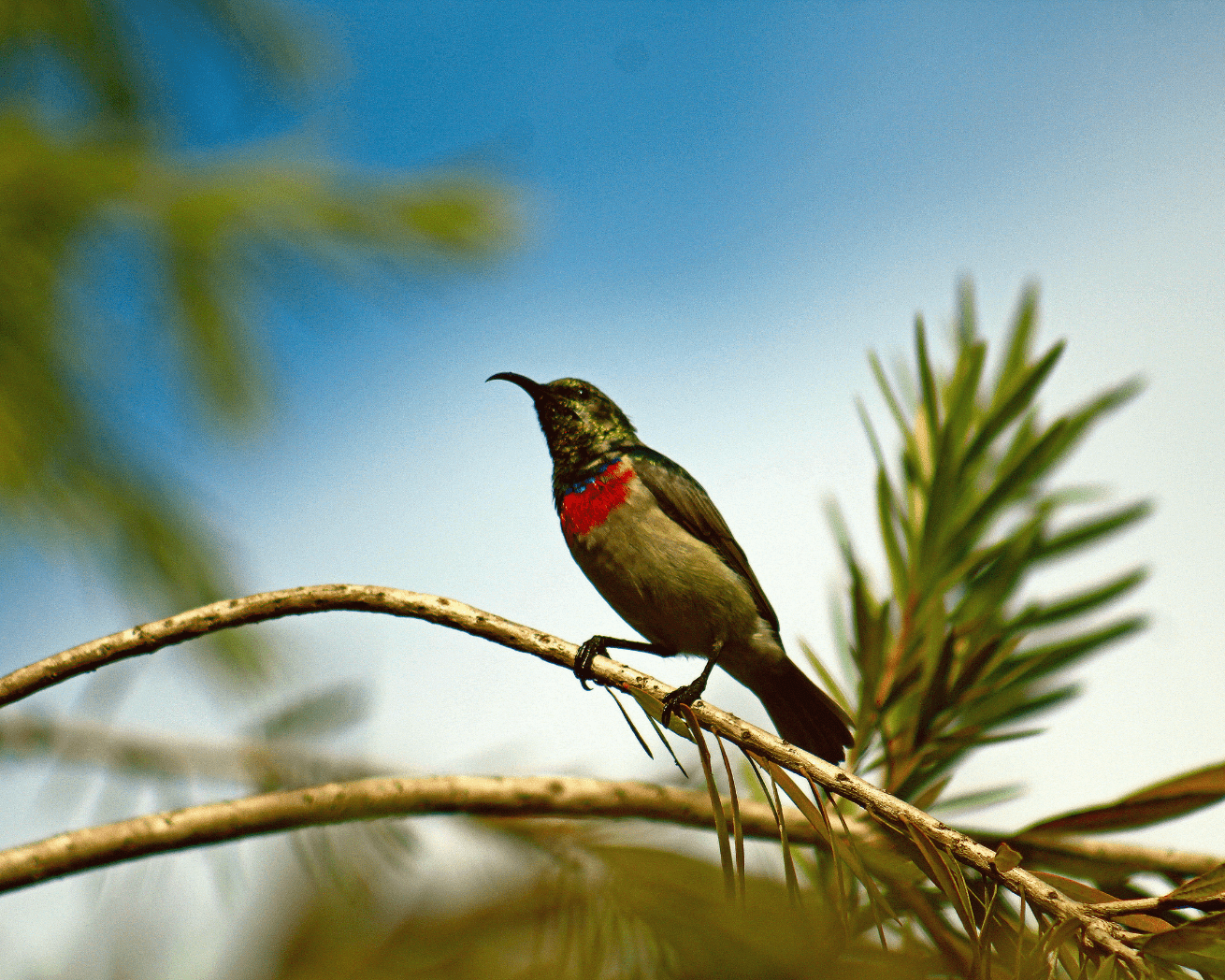 Biodiversity in Malawi