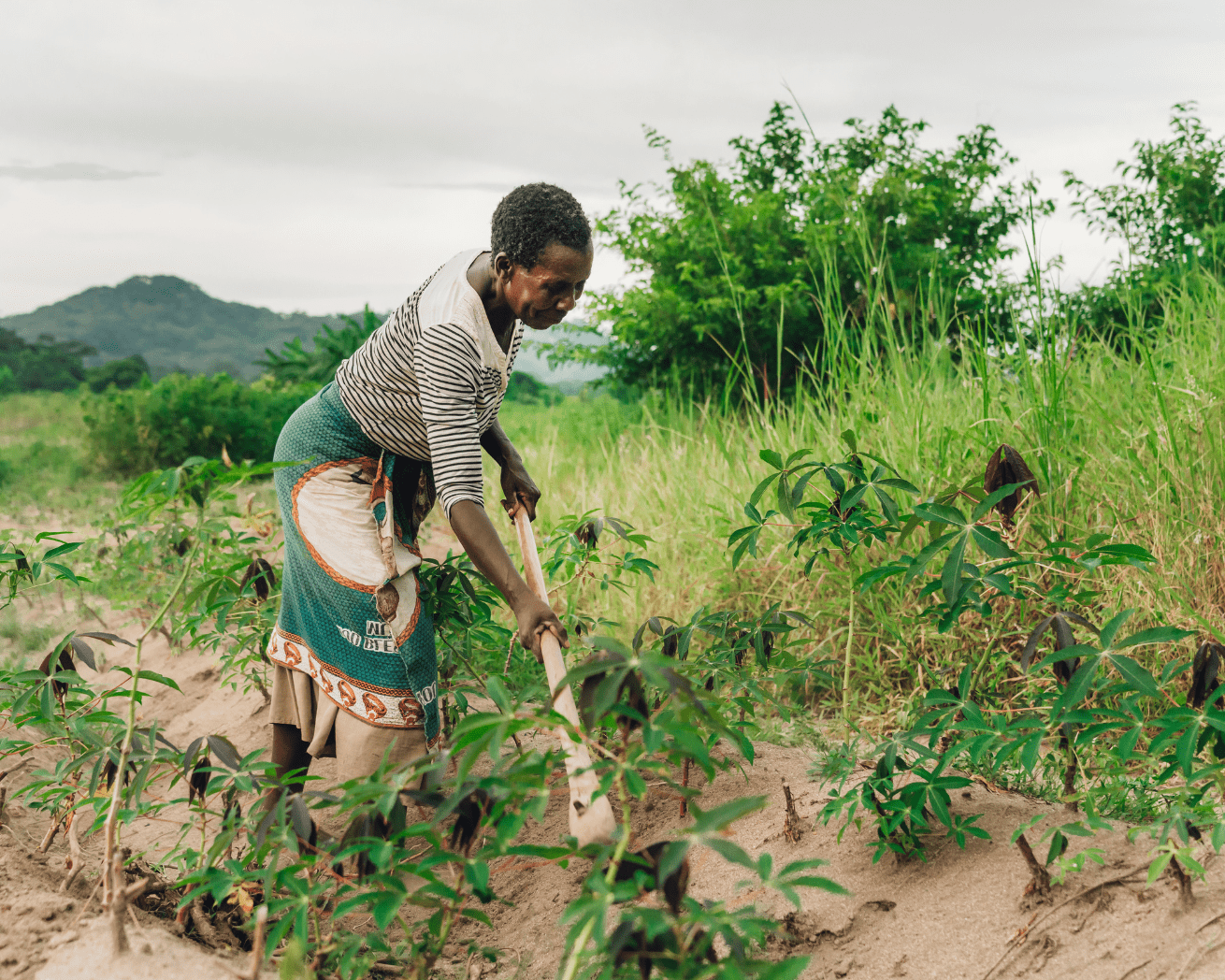 Malawi tree planting