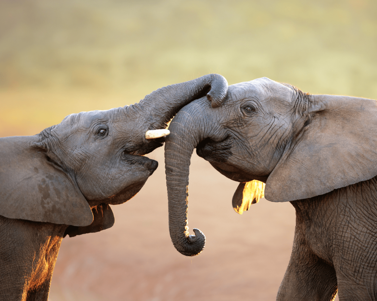 Elephants in Malawi