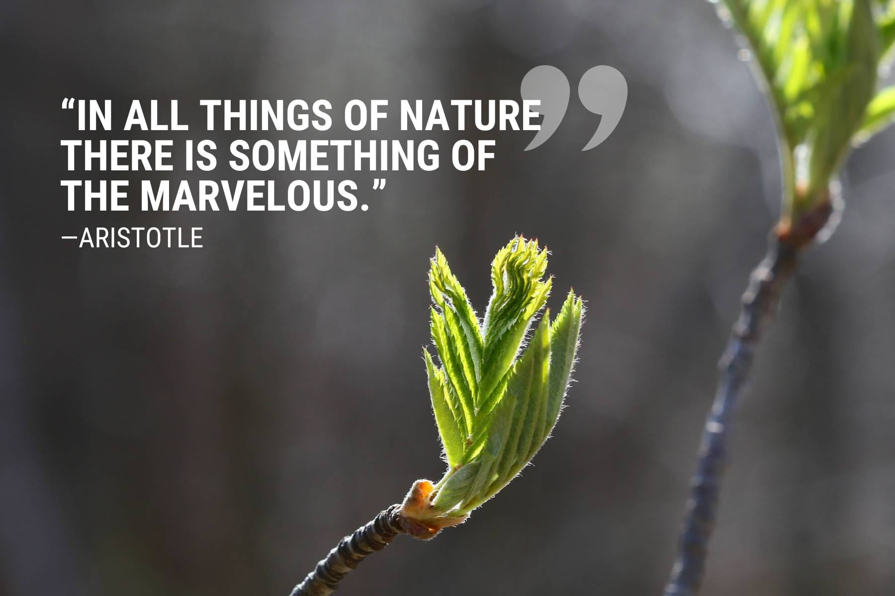 Aristotle Nature Quote