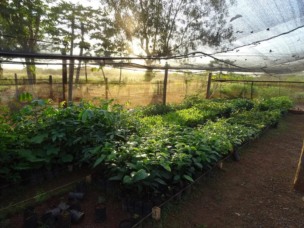 Arsenal tree nursery