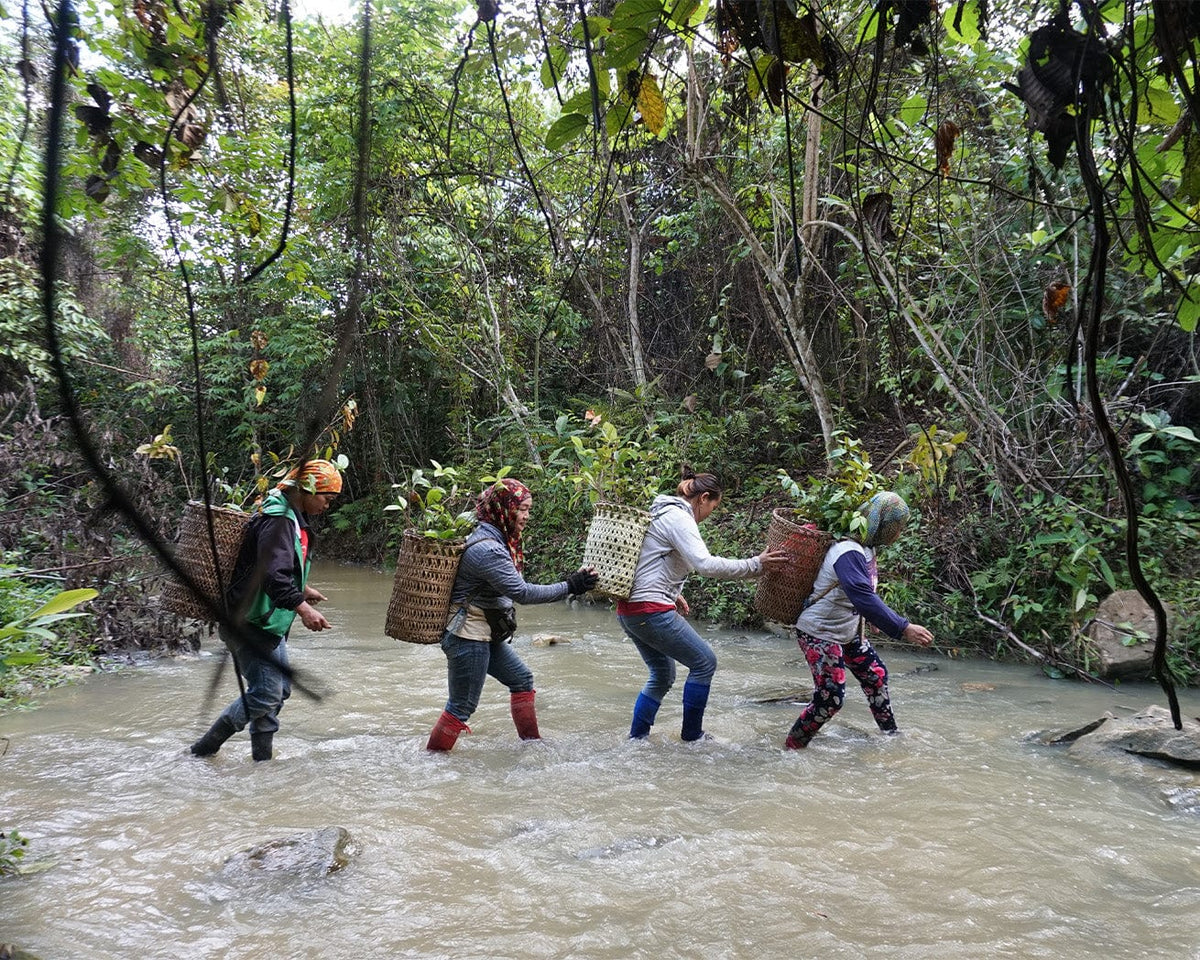 Taking saplings to tree planting site
