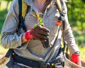 Tree planter holding sapling