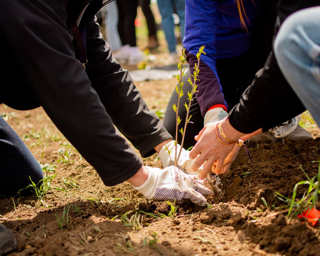 Tree sapling planted