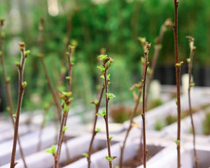 Saplings in a nursery