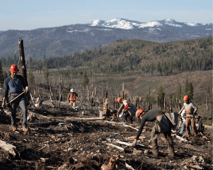 Forest Fire Recovery tree planting site