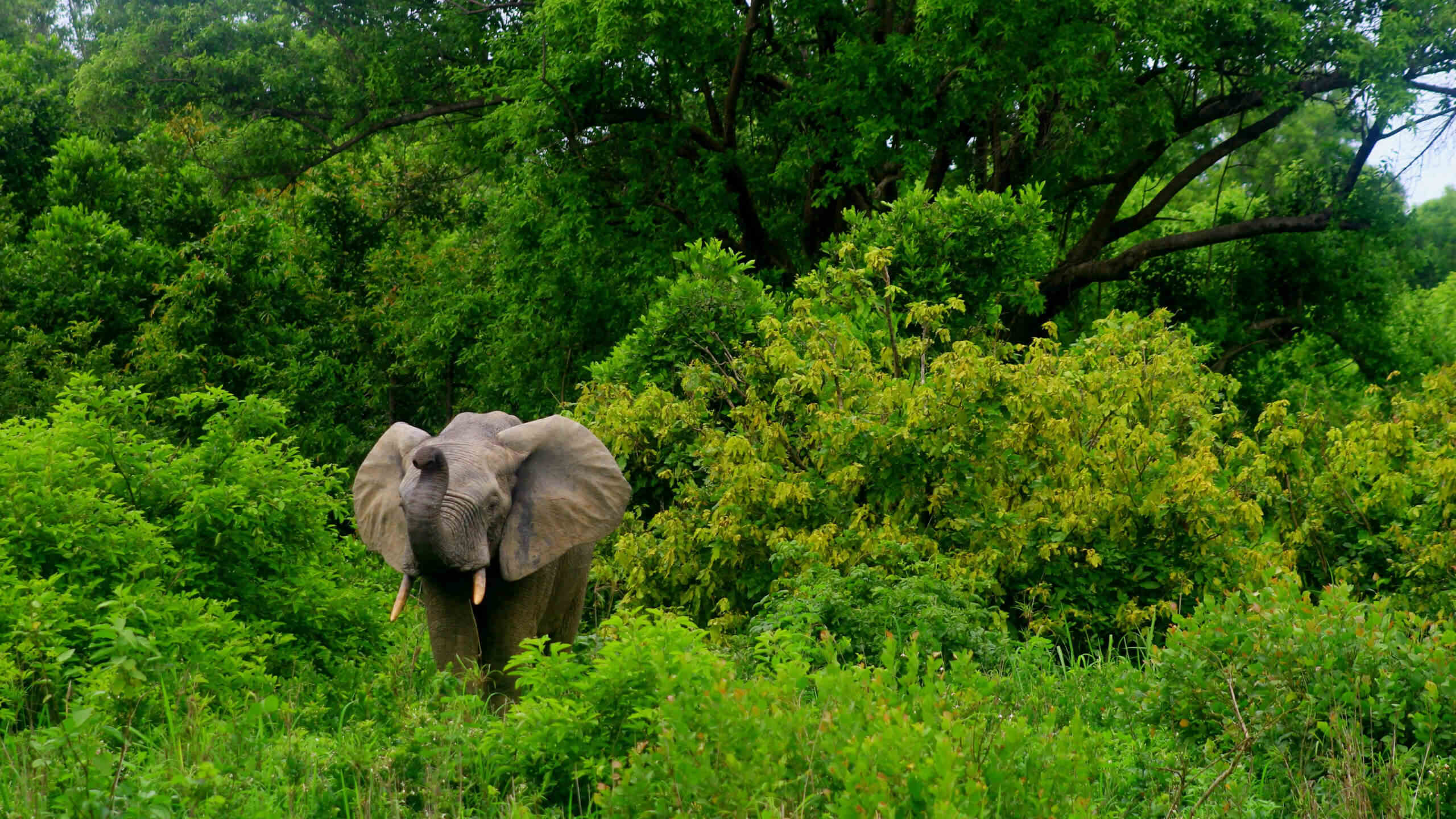 Elephant emerging from forests in Ghana