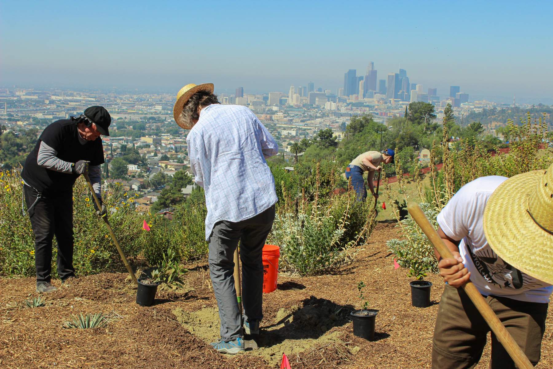 Volunteers in LA Ascot Hills