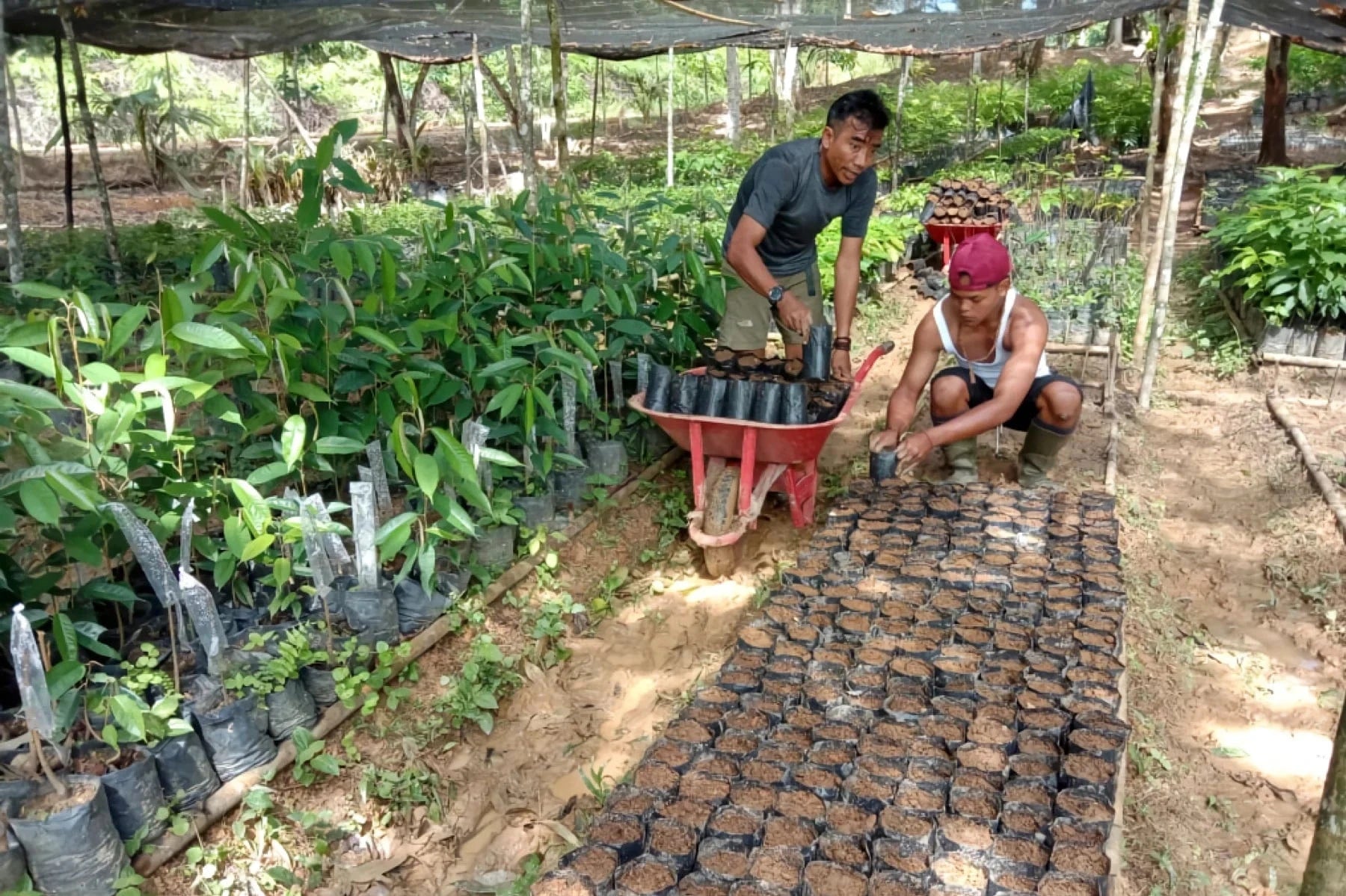 Local men starting seeds