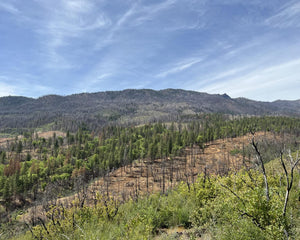 United States landscape tree planting site