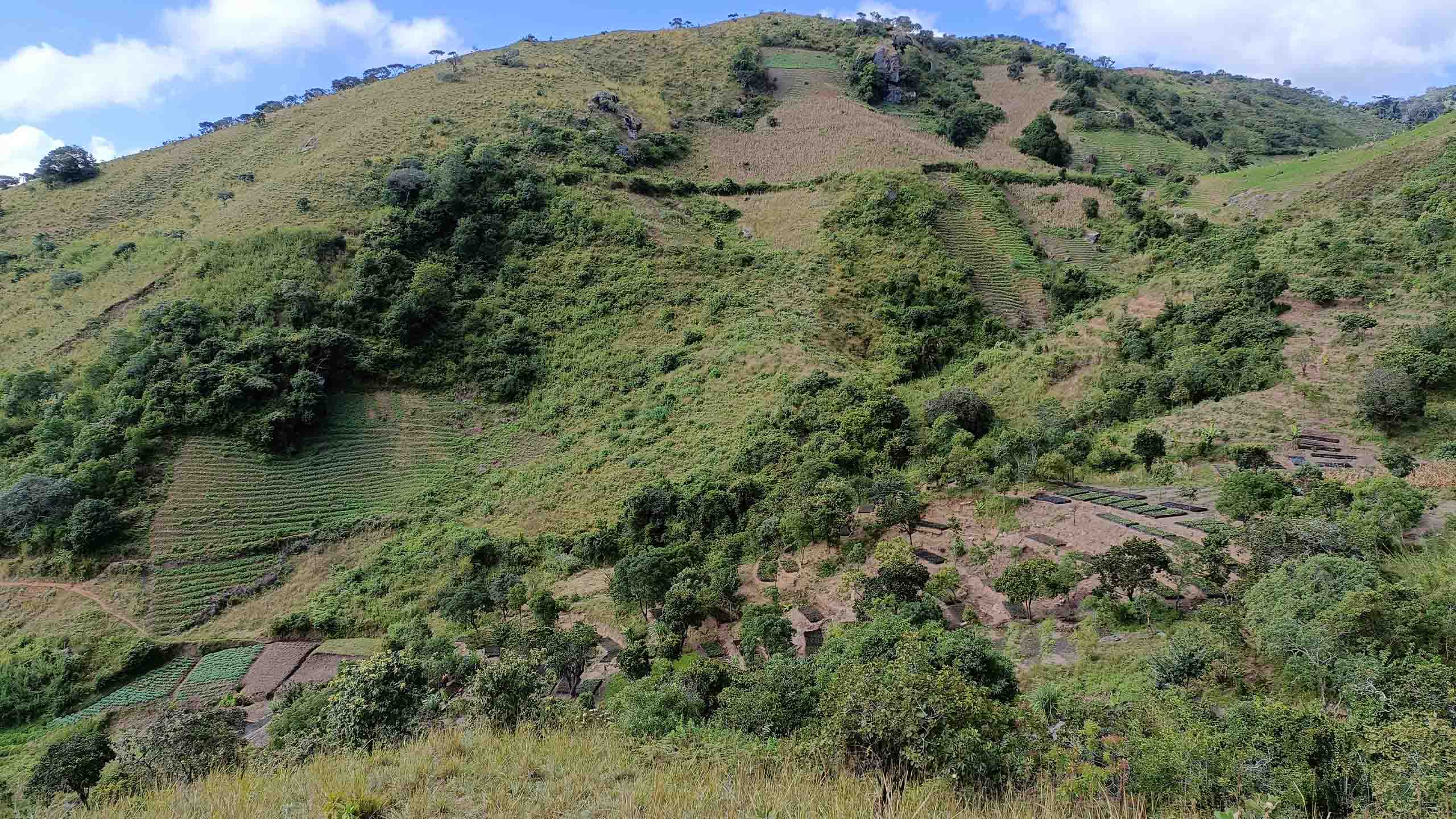 Plant Trees for Impact