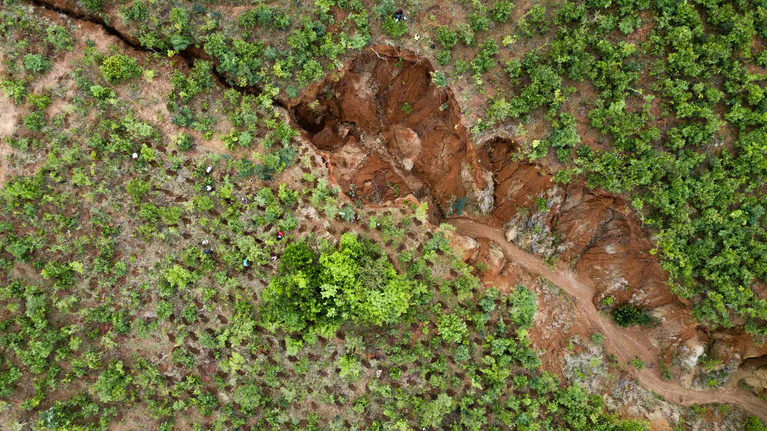 Plant Trees for Impact