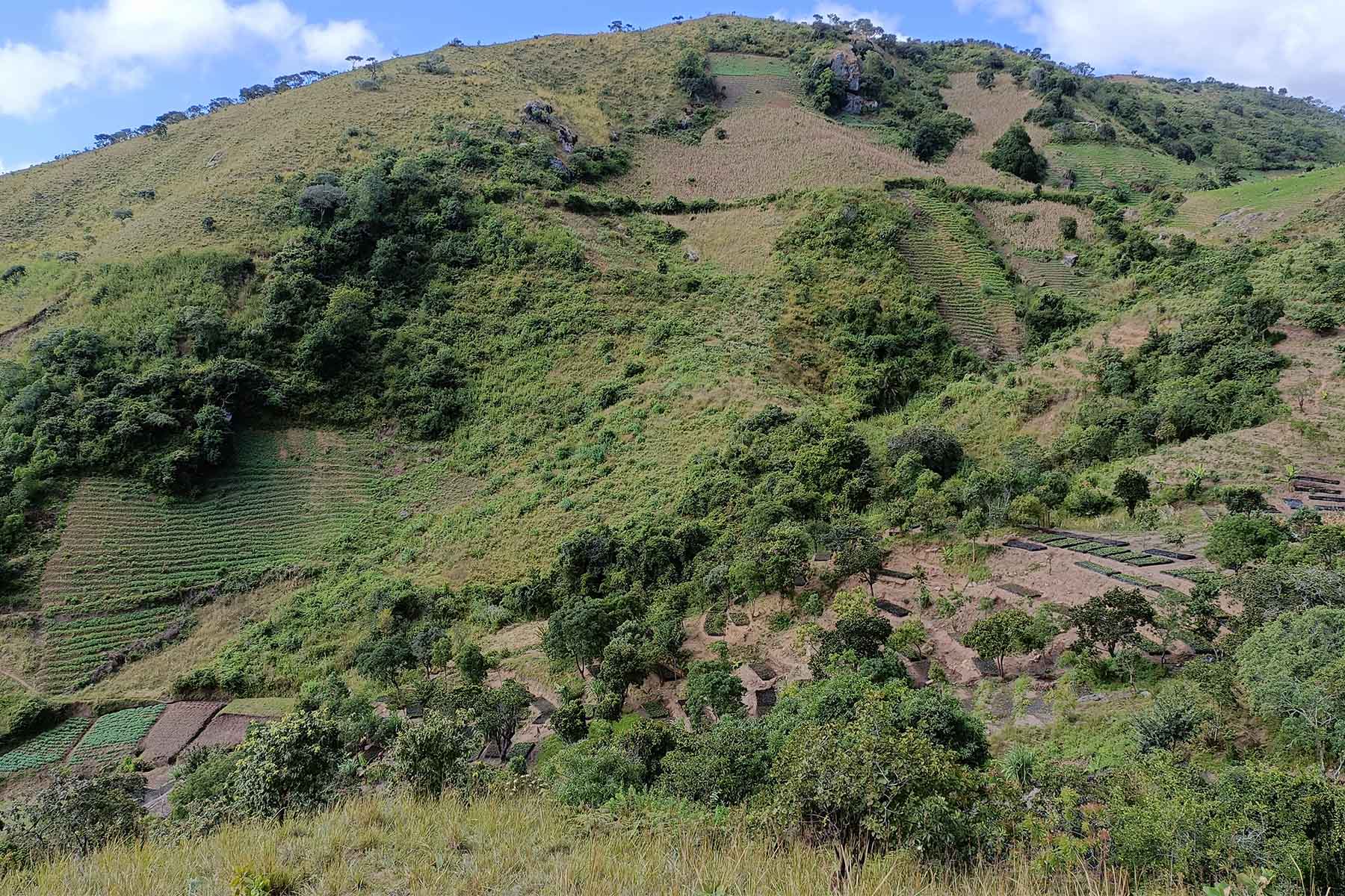 Plant Trees for Impact