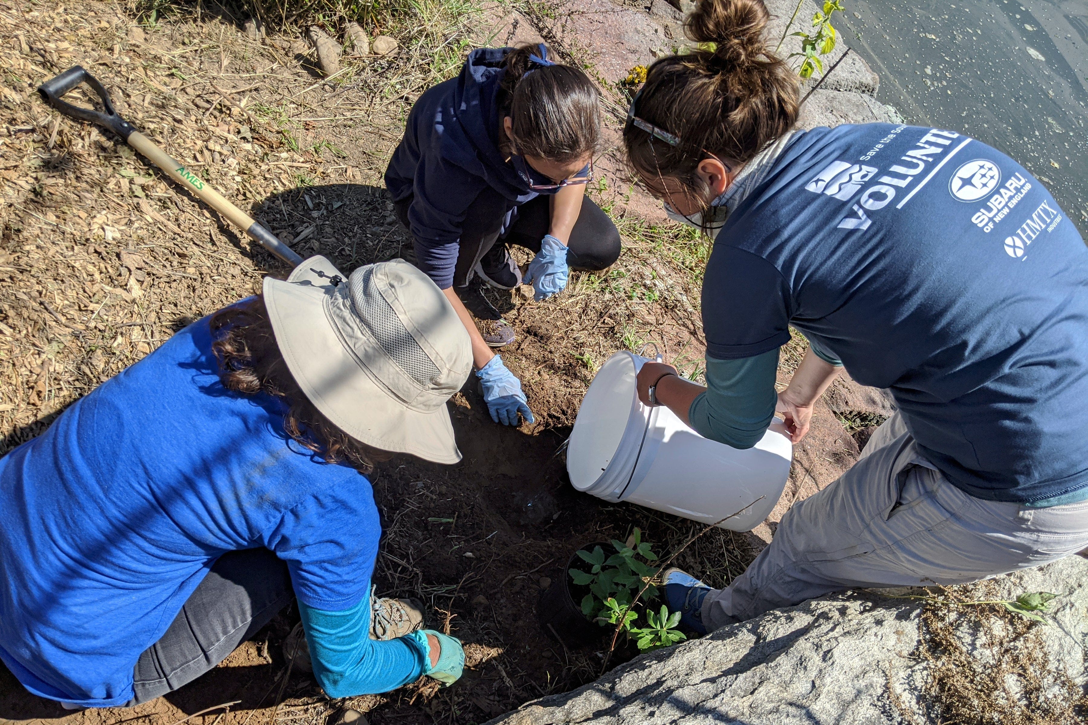 New Haven CT tree planting volunteers plant a tree day