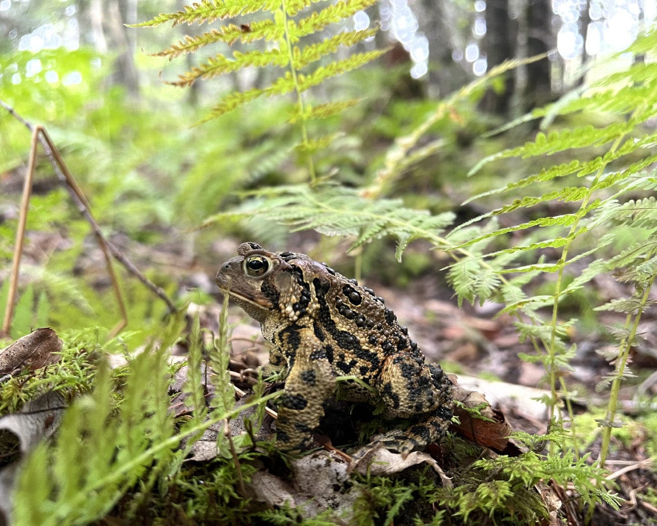 Frog in the forests of Nova Scotia