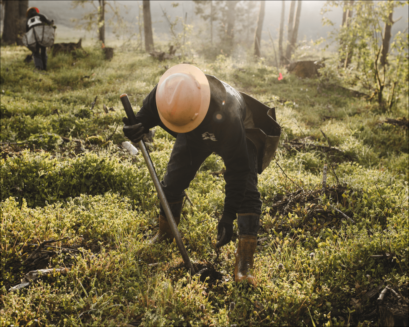 Tree planter planting sapling