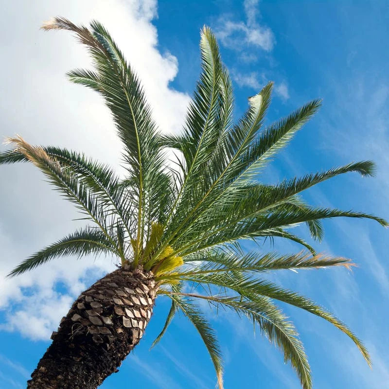 Palm tree