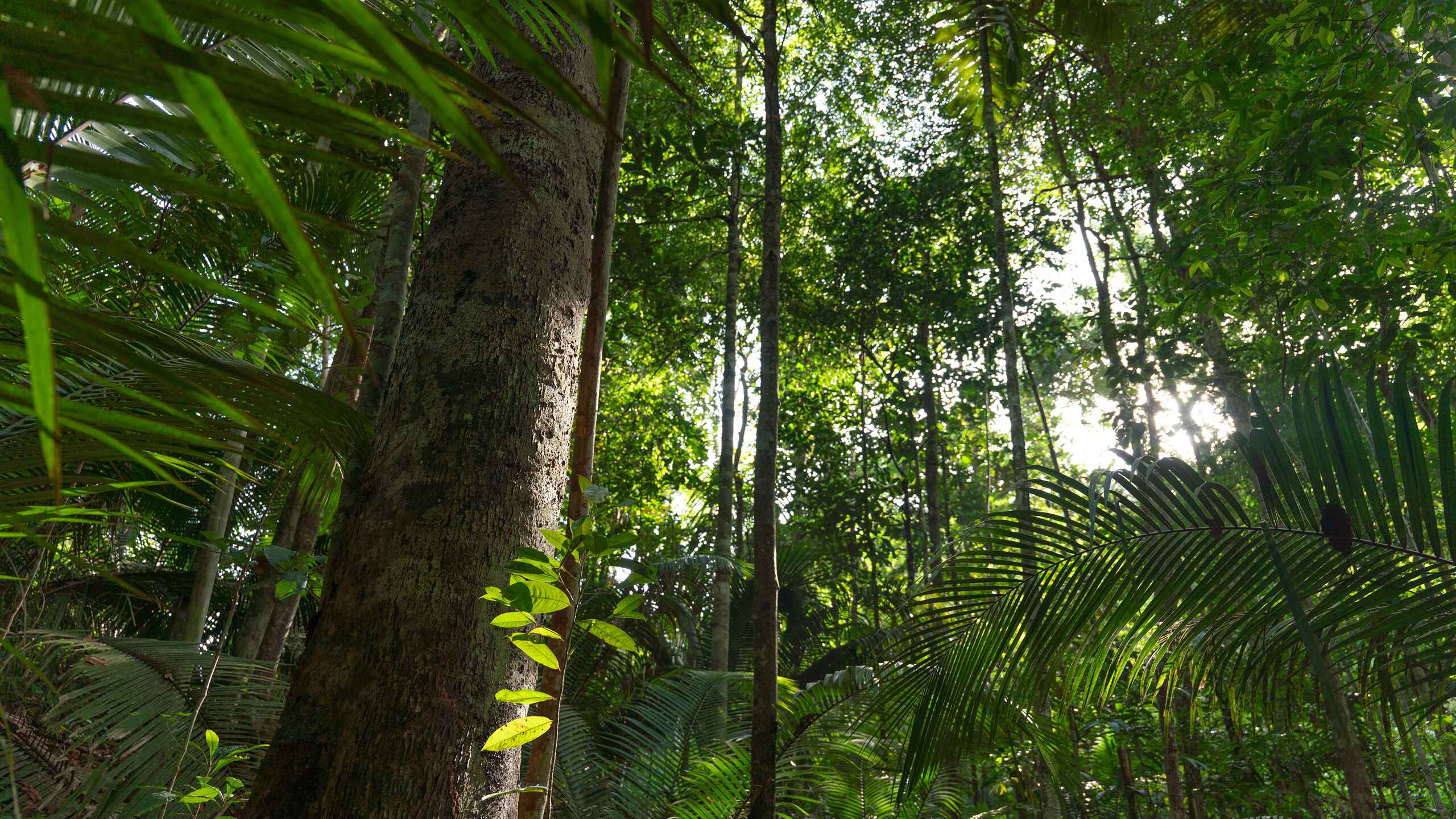 Plant Trees for Impact