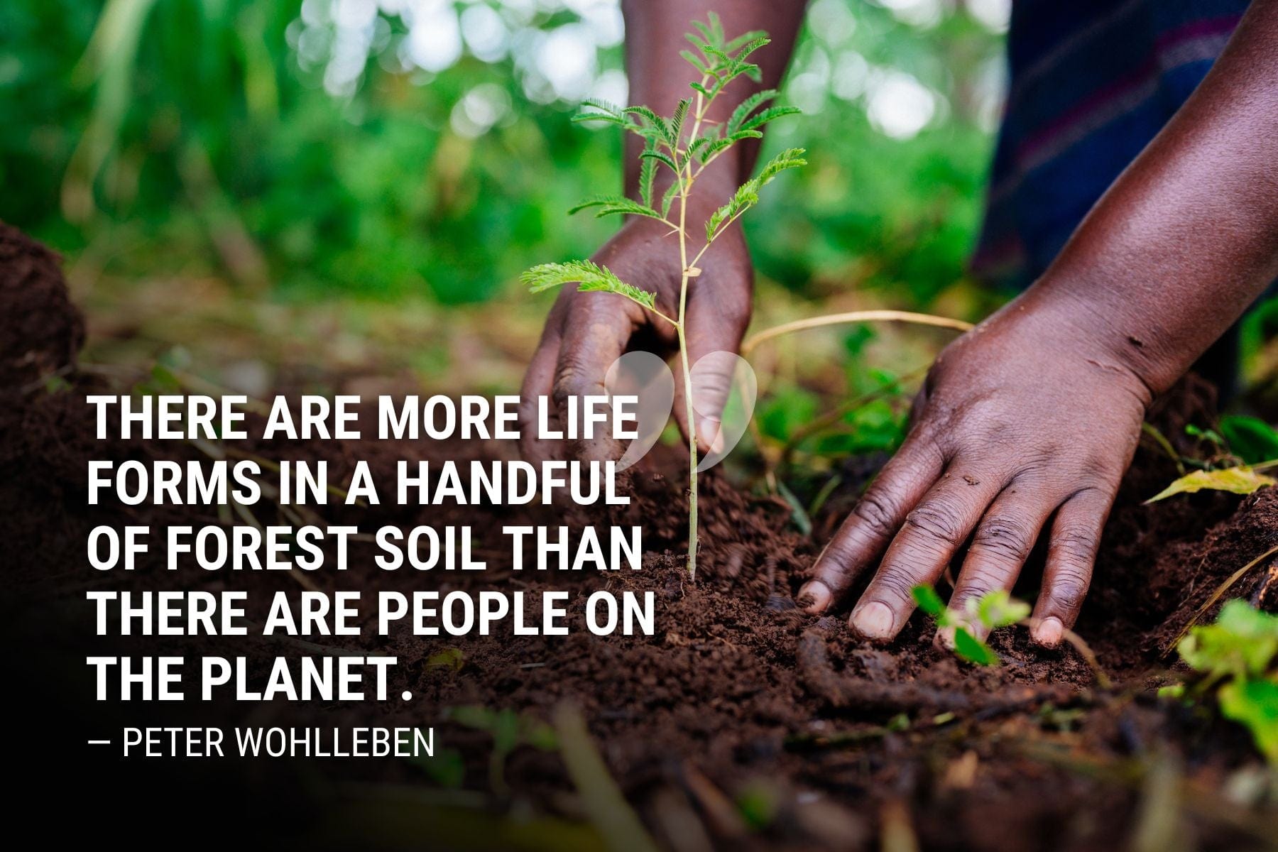 Peter Wohlleben quote