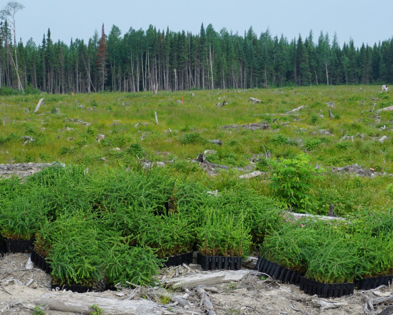 Saplings ready for planting in Quebec