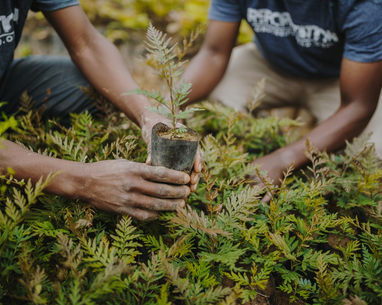 Saplings being sorted in Rwanda