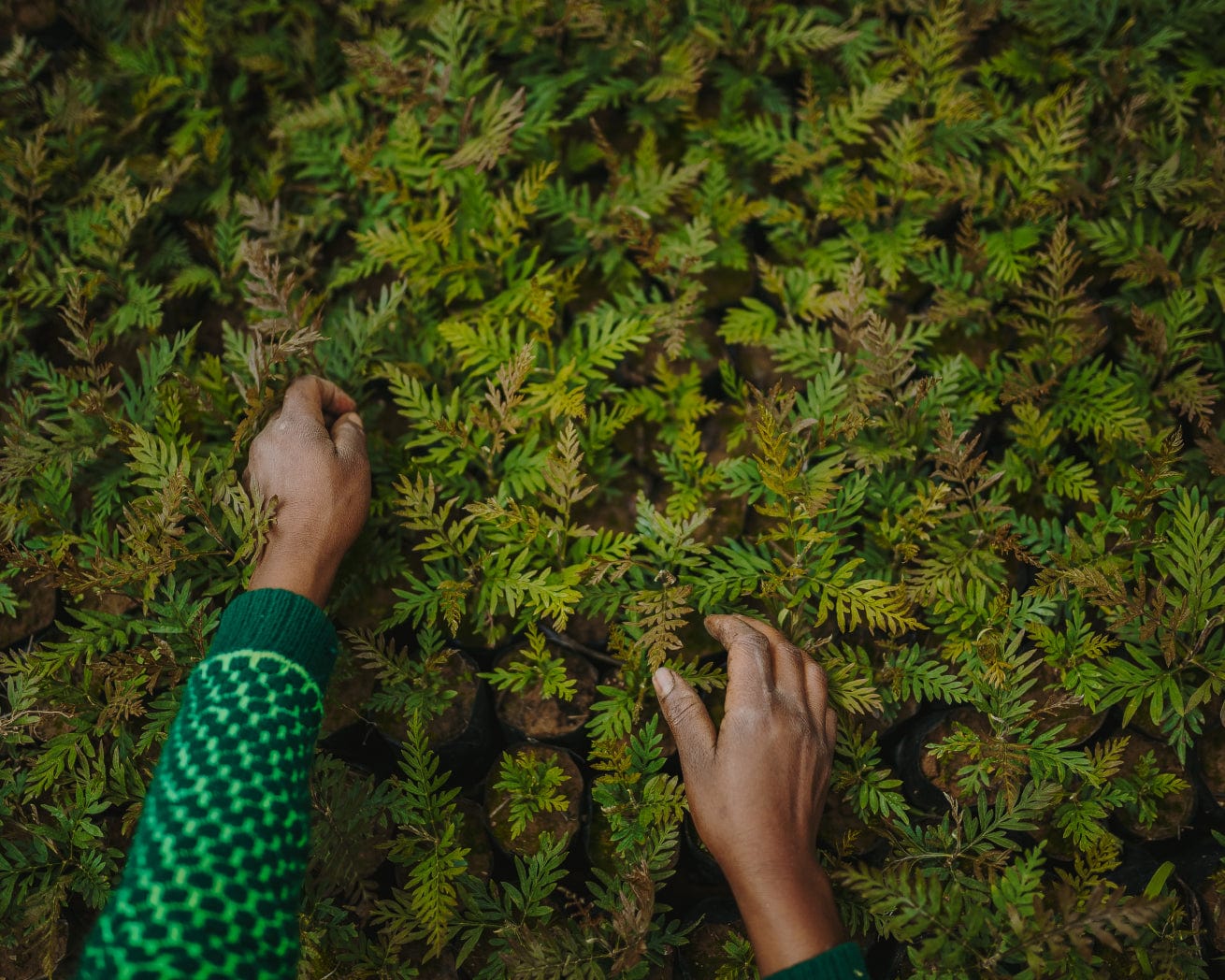 Sorting saplings in Rwanda