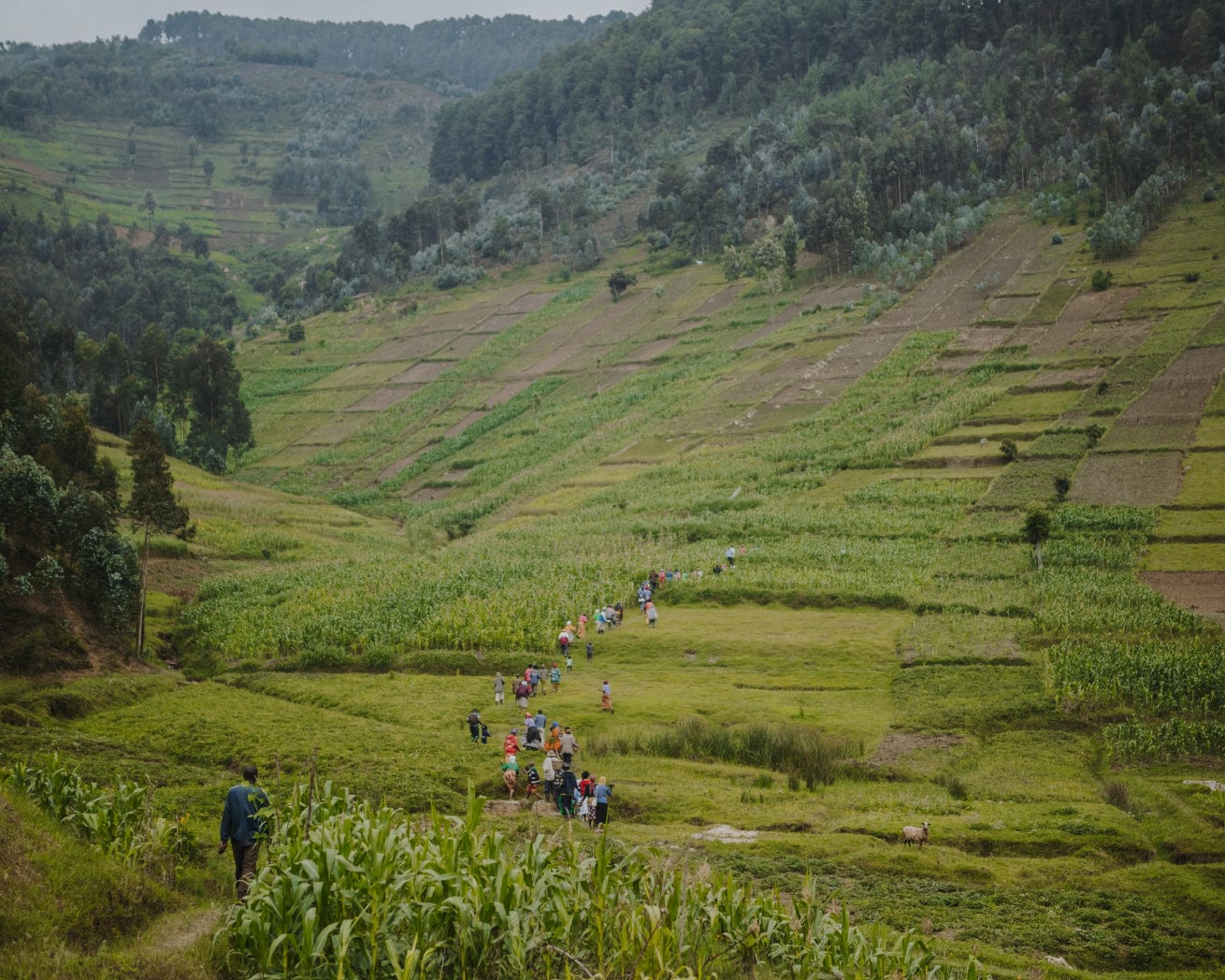 Rwanda landscape